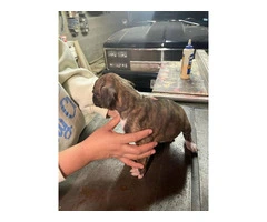Boxer puppies local pickup only - 5
