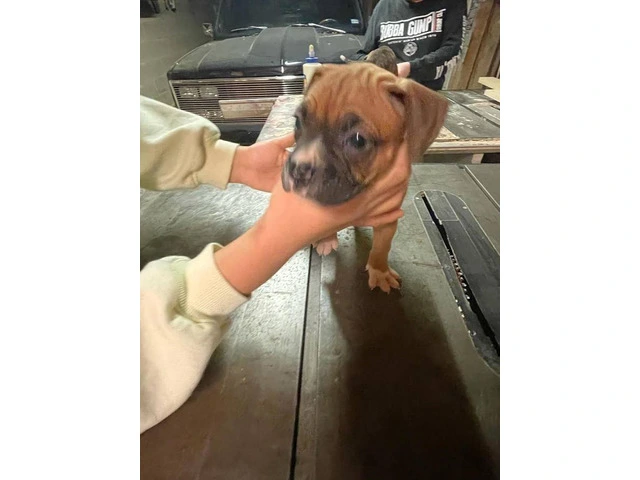 Boxer puppies local pickup only - 6/15