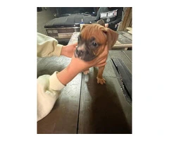 Boxer puppies local pickup only - 6