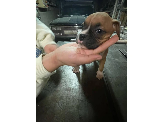 Boxer puppies local pickup only - 7/15