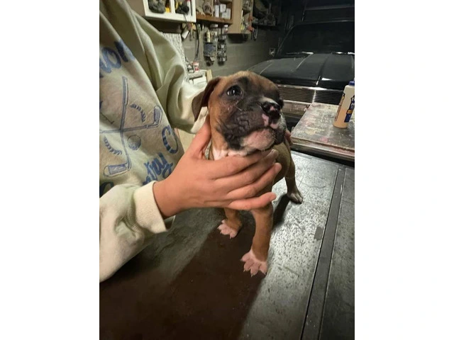 Boxer puppies local pickup only - 9/15