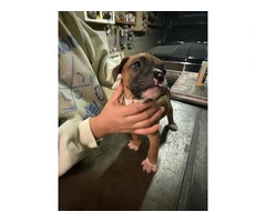 Boxer puppies local pickup only - 9