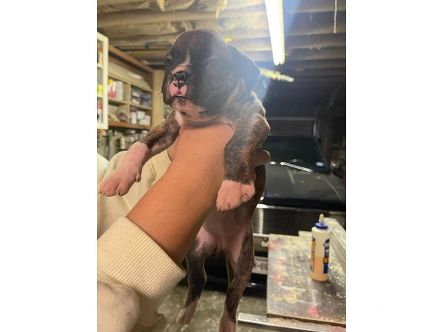 Boxer puppies local pickup only - 10/15