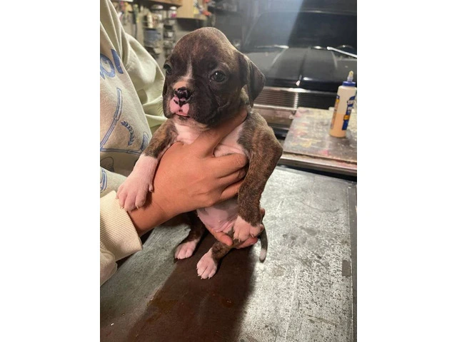 Boxer puppies local pickup only - 12/15