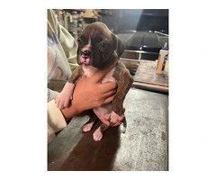 Boxer puppies local pickup only - 12