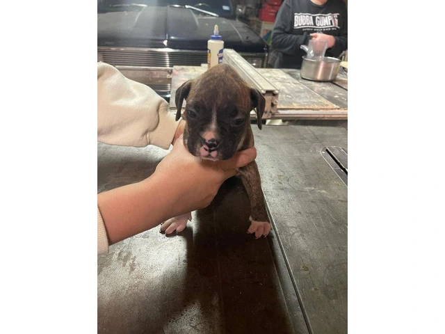 Boxer puppies local pickup only - 13/15