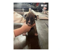 Boxer puppies local pickup only - 13
