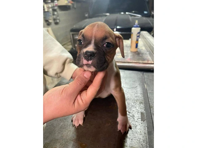 Boxer puppies local pickup only - 14/15