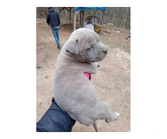 Healthy and playful purebred Pit Bull puppies