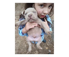 Healthy and playful purebred Pit Bull puppies - 4