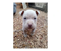 Healthy and playful purebred Pit Bull puppies - 7