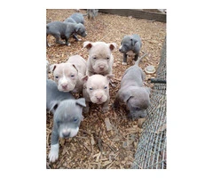 Healthy and playful purebred Pit Bull puppies - 9