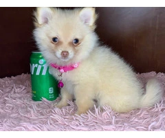 Christmas Pomeranian puppy for sale