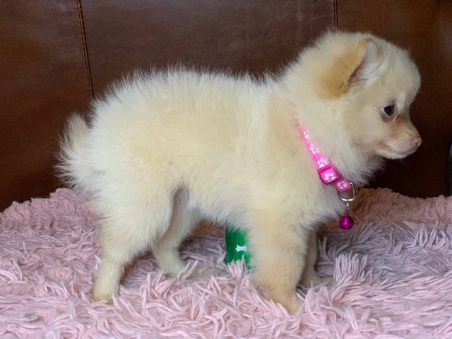Christmas Pomeranian puppy for sale - 2/6