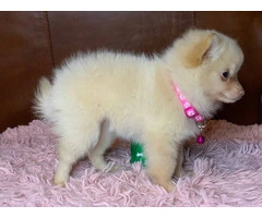 Christmas Pomeranian puppy for sale - 2