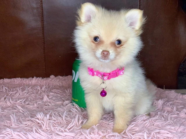 Christmas Pomeranian puppy for sale - 3/6