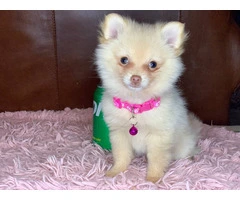 Christmas Pomeranian puppy for sale - 3