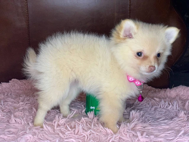 Christmas Pomeranian puppy for sale - 4/6