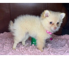 Christmas Pomeranian puppy for sale - 4