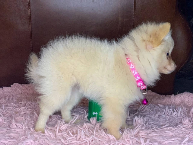 Christmas Pomeranian puppy for sale - 5/6