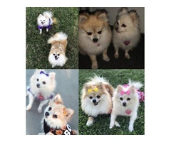 Christmas Pomeranian puppy for sale - 6
