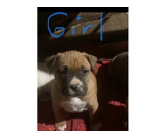 6 weeks old Pitbull puppies for Christmas - 7
