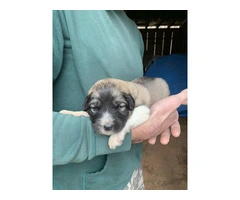 9 Great Pyrenees LGD puppies for sale - 2