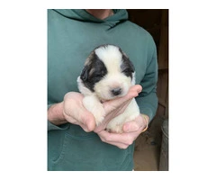 9 Great Pyrenees LGD puppies for sale - 5
