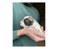 9 Great Pyrenees LGD puppies for sale - 6