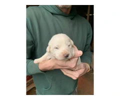 9 Great Pyrenees LGD puppies for sale - 7
