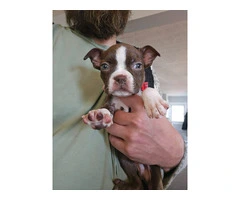 Seal and white Boston terrier puppies for sale