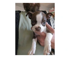 Seal and white Boston terrier puppies for sale - 2