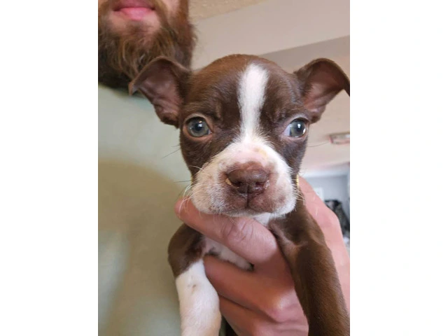 Seal and white Boston terrier puppies for sale in Owensboro - Puppies ...