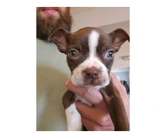 Seal and white Boston terrier puppies for sale - 3