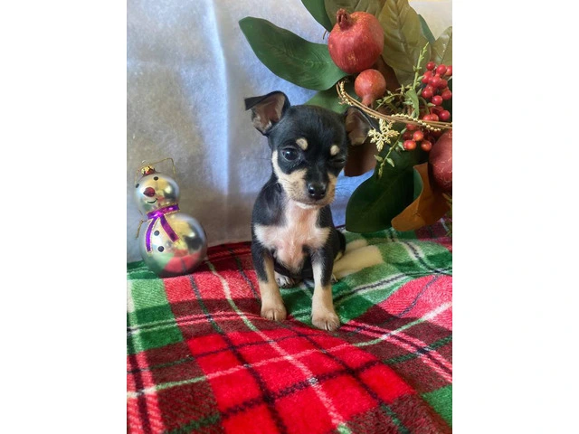 5 purebred Chihuahua puppies ready for Christmas - 1/5
