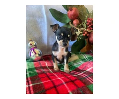 5 purebred Chihuahua puppies ready for Christmas