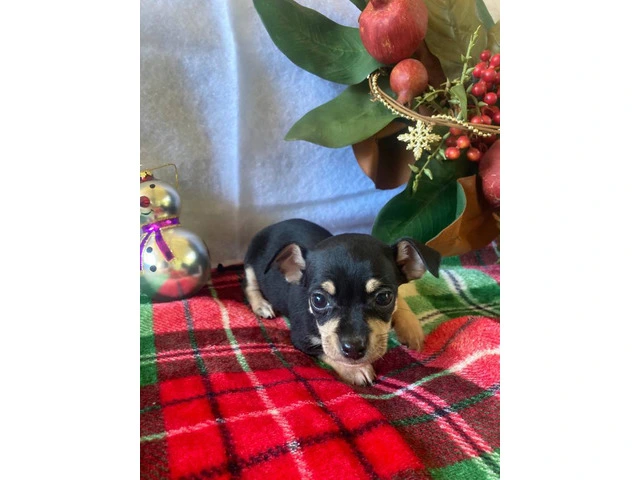 5 purebred Chihuahua puppies ready for Christmas - 2/5
