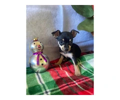 5 purebred Chihuahua puppies ready for Christmas - 3