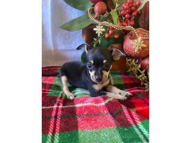5 purebred Chihuahua puppies ready for Christmas - 4/5