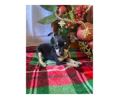 5 purebred Chihuahua puppies ready for Christmas - 4