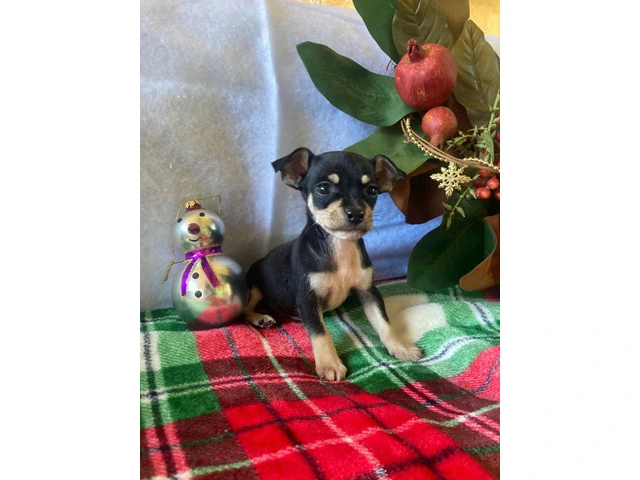5 purebred Chihuahua puppies ready for Christmas - 5/5