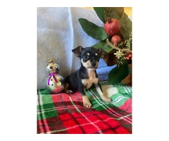 5 purebred Chihuahua puppies ready for Christmas - 5