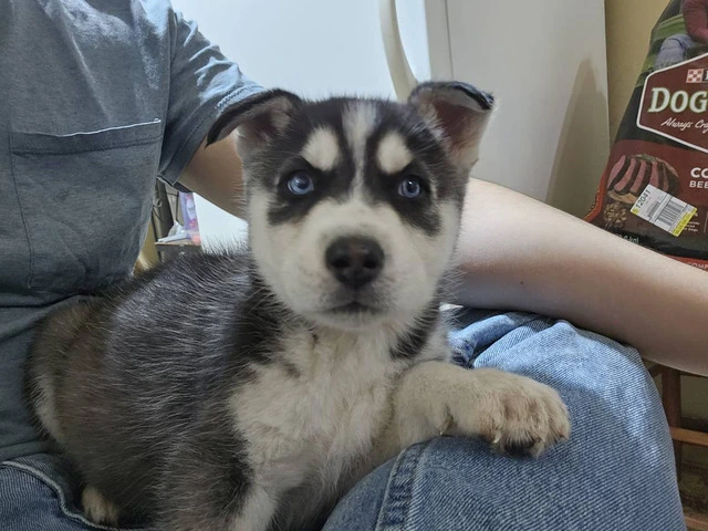 6 gorgeous Husky puppies for sale - 1/5