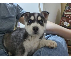 6 gorgeous Husky puppies for sale