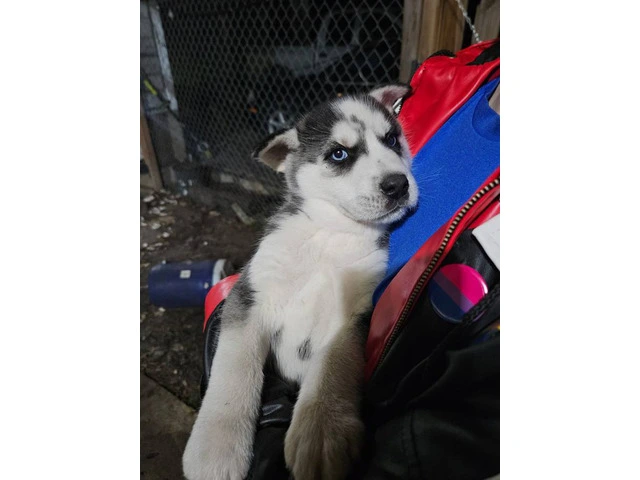 6 gorgeous Husky puppies for sale - 2/5
