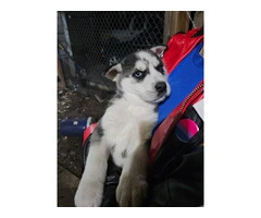 6 gorgeous Husky puppies for sale - 2