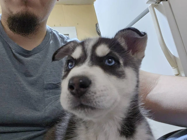 6 gorgeous Husky puppies for sale - 3/5