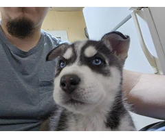 6 gorgeous Husky puppies for sale - 3