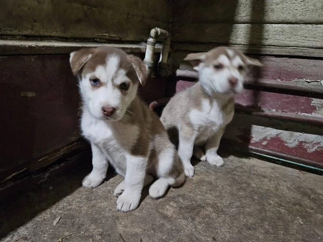 6 gorgeous Husky puppies for sale - 4/5