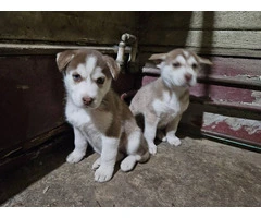 6 gorgeous Husky puppies for sale - 4
